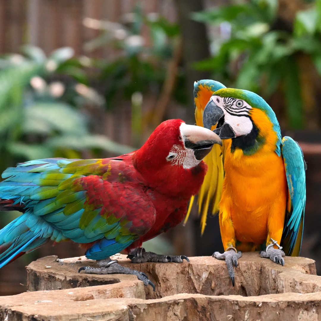 Birding & Wildlife Adventures