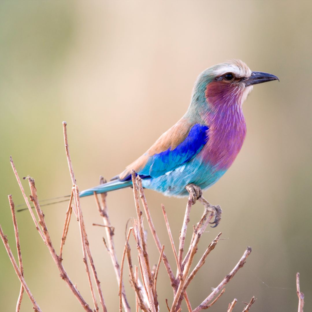 Kenya Birding & Wildlife Safari