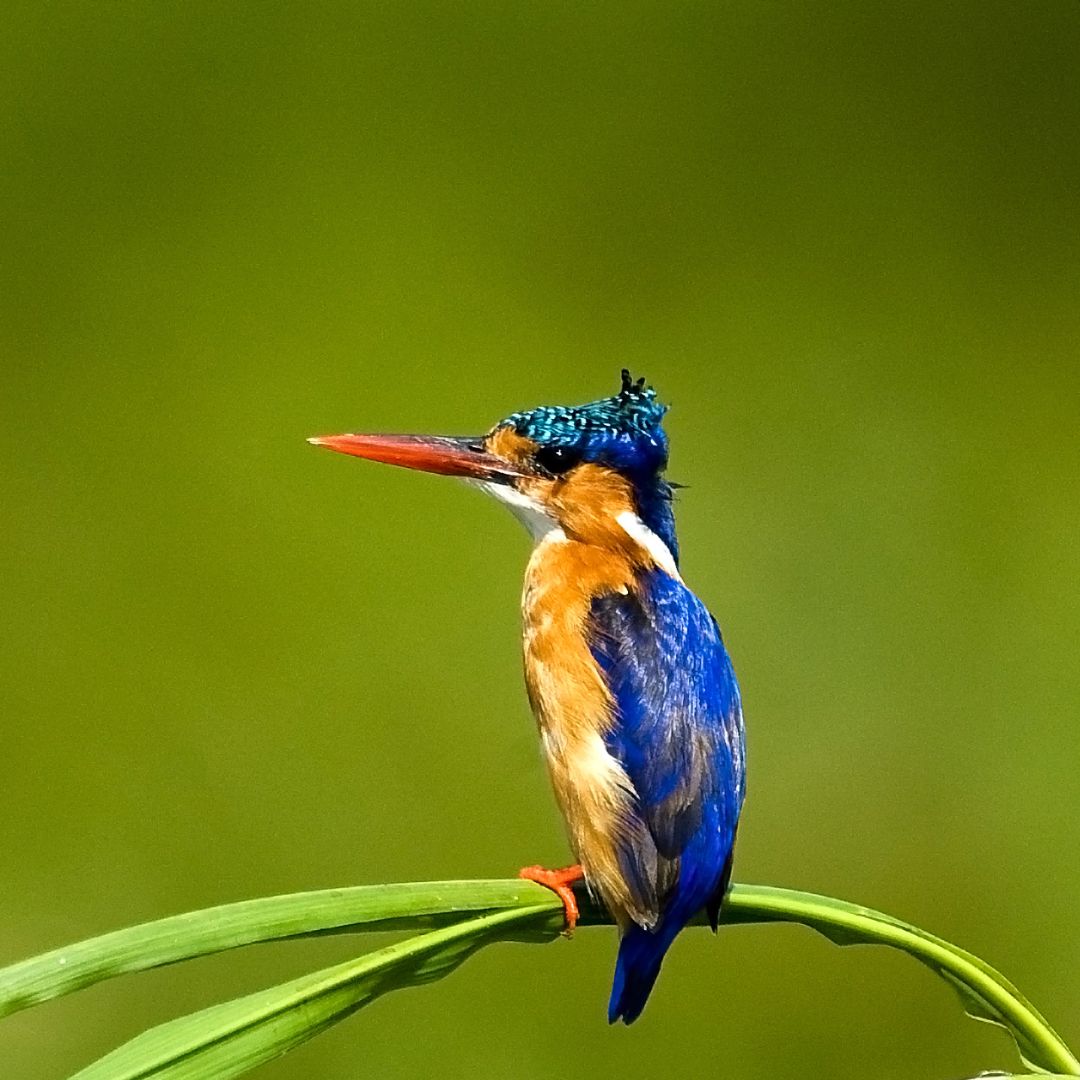 Uganda Birding & Wildlife Safari